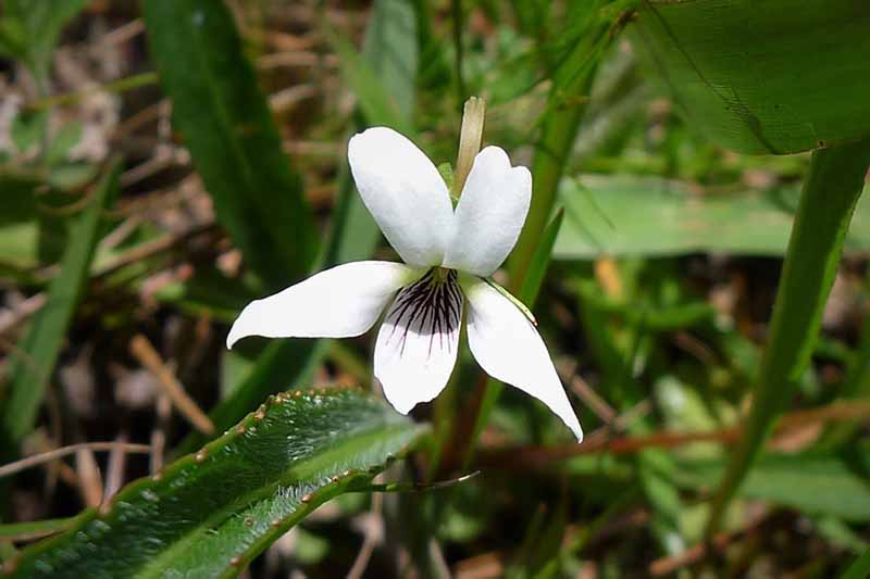 Un primer plano de una pequeña flor violeta 'Bog White' que crece en el medio silvestre, rodeada de follaje sobre un fondo de enfoque suave.