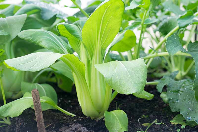 Una imagen de cerca de una planta de Brassica rapa var chinensis que crece en un suelo rico y oscuro en el jardín, rodeada de otras plantas a la luz del sol.