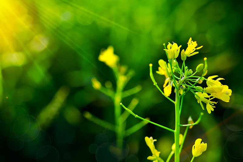 Un primer plano de flores amarillas brillantes de Brassica rapa var chinensis sobre un fondo verde de enfoque suave en la luz solar filtrada.