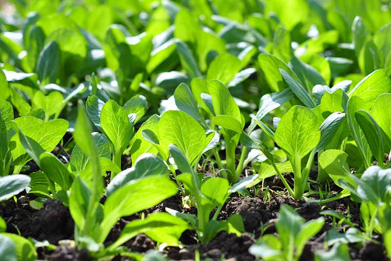 Un primer plano de las plántulas de Brassica rapa var chinensis que crecen en el jardín bajo el sol brillante.