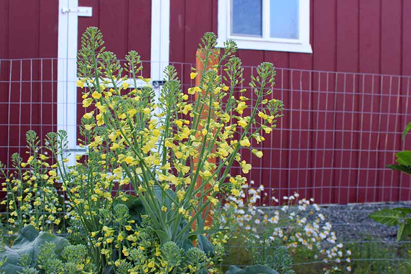 Una imagen horizontal de cerca de una planta de Brassica que se ha atornillado y producido flores amarillas brillantes, con una casa de madera en un enfoque suave en el fondo.