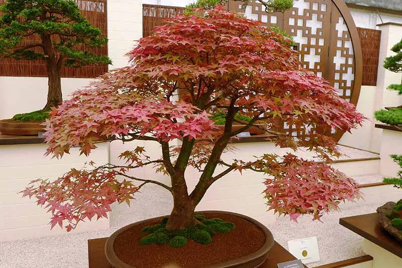 Una imagen horizontal de primer plano de un arce japonés que crece como bonsái en una maceta pequeña en un jardín formal.