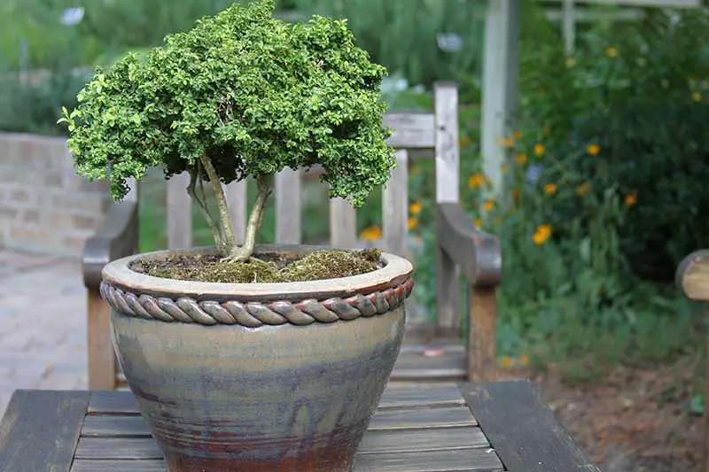 Una imagen horizontal de primer plano de un árbol de bonsái en maceta en un recipiente de cerámica sobre una mesa de madera al aire libre, con una escena de jardín en foco suave en el fondo.