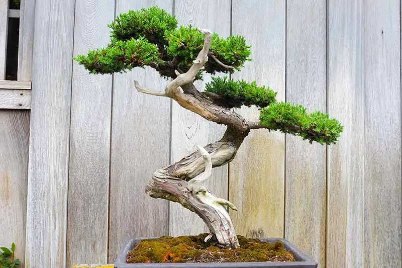 Una imagen horizontal de primer plano de un pequeño bonsái que crece al aire libre con una valla de madera en el fondo.