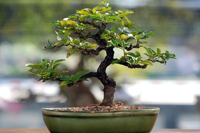 Una imagen horizontal de cerca de un árbol de jade entrenado para crecer como un bonsái en un fondo de enfoque suave.