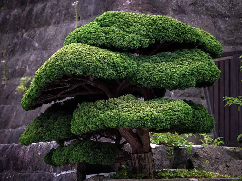 Una imagen horizontal de cerca de un enebro chino (Juniperus chinensis) entrenado para crecer como bonsái.