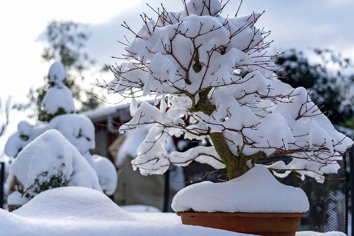 Una imagen horizontal de un bonsái dejado al aire libre en invierno cubierto por un manto de nieve.