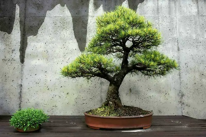 Una imagen horizontal de primer plano de un bonsái sobre una superficie de madera con una pared de hormigón en el fondo.