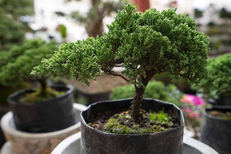 Una imagen horizontal de primer plano de pequeños árboles bonsái en pequeñas macetas a la venta en un fondo de enfoque suave.