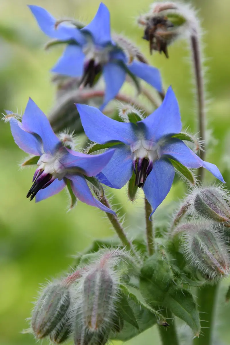 Un primer plano vertical de las bonitas flores azules en forma de estrella de Borago officinalis, representadas en un fondo de enfoque suave.