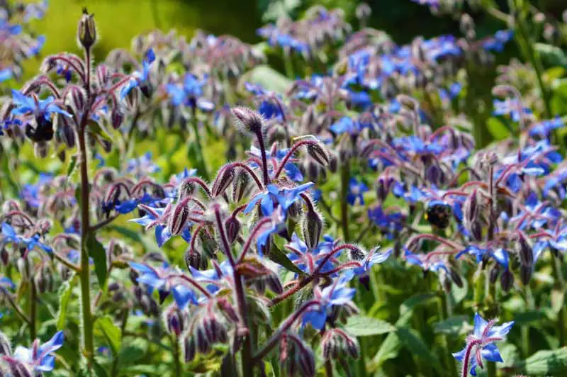 Una imagen horizontal de cerca de la borraja azul que florece bajo el sol brillante.
