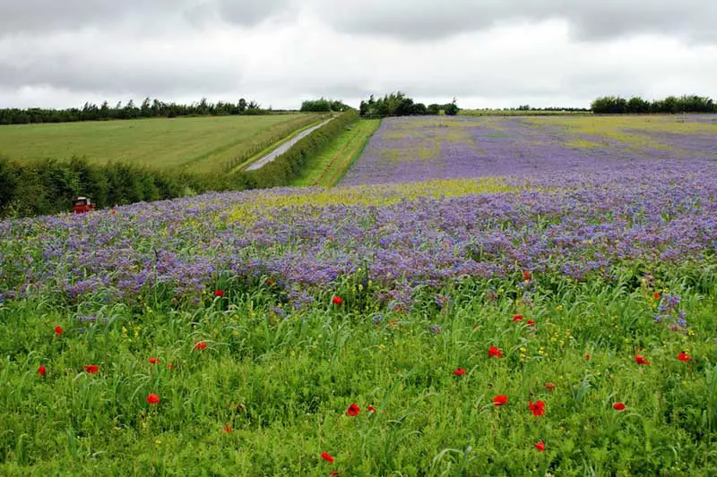 Un campo grande en Devon, Inglaterra, plantado con Borago officinalis para usar como abono verde, con flores de color azul brillante que contrastan con el cielo nublado, lo cual es normal en un día de verano inglés.