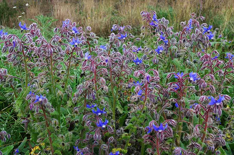 Un primer plano de Borago officinalis que crece en el jardín con flores de color azul brillante que contrastan con el follaje verde.