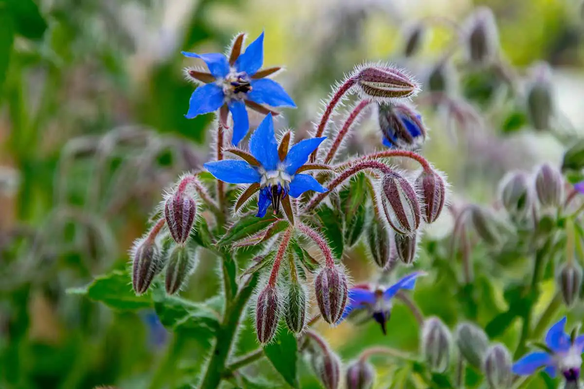 Una imagen horizontal de cerca de flores de borraja azul representada en un fondo de enfoque suave.