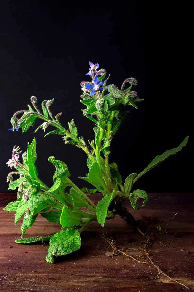 Una imagen vertical de cerca de una planta de borraja con pequeñas flores azules sobre una superficie de madera, representada sobre un fondo oscuro.