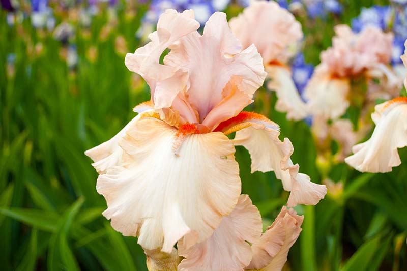 Una imagen horizontal de primer plano de una flor de iris barbudo de color melocotón claro que crece en el jardín de primavera.