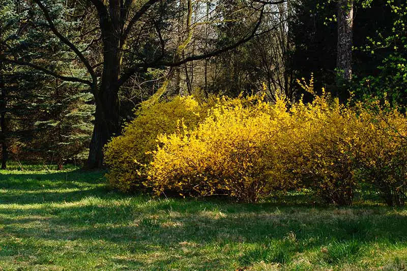 Una escena boscosa con forsythia de color amarillo brillante en plena floración en primavera, con hierba en primer plano y árboles en un enfoque suave en el fondo.