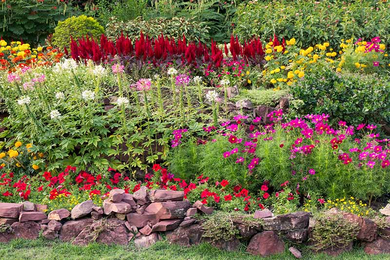 Una imagen horizontal de un borde floral colorido en un jardín de verano con una variedad de flores coloridas.