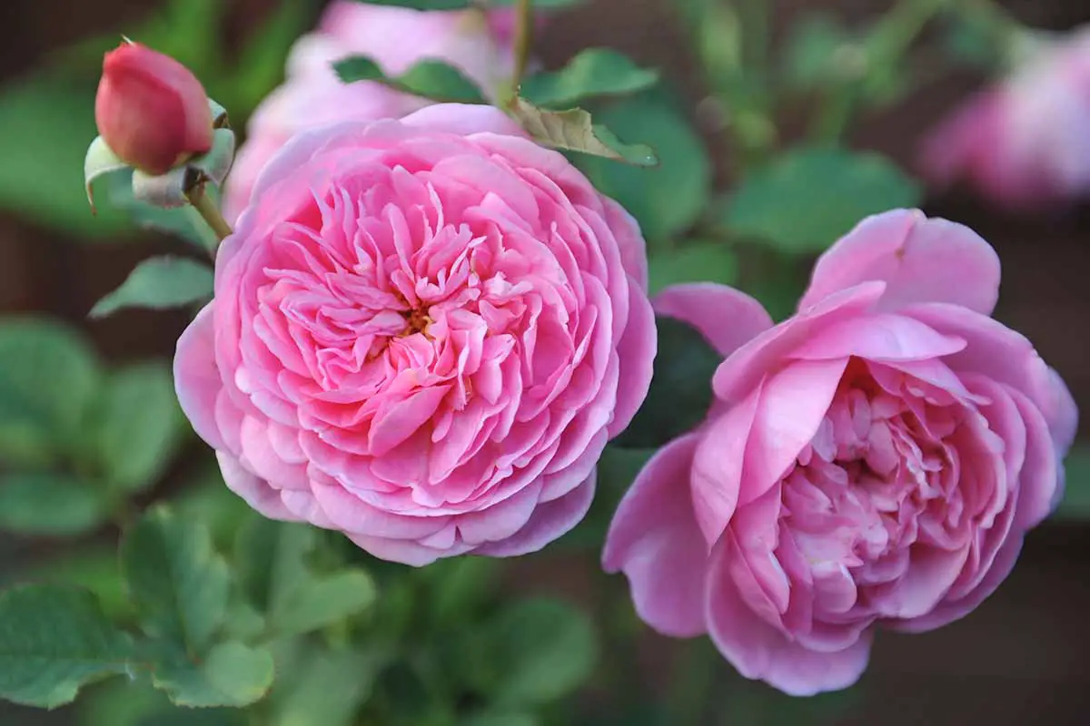 Una imagen horizontal de primer plano de dos flores rosas 'Boscobel' que crecen en el jardín representadas en un fondo de enfoque suave.