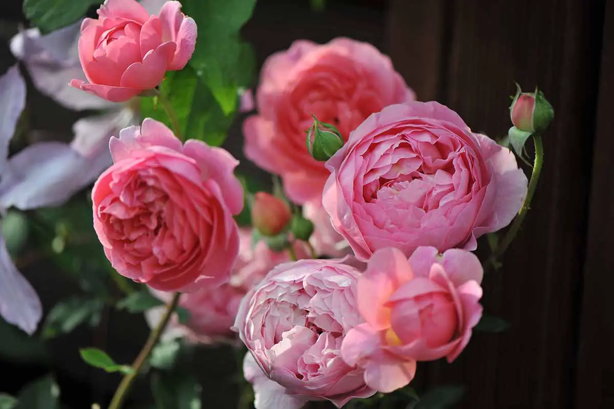 Una imagen horizontal de primer plano de rosas rosas 'Boscobel' que crecen frente a una valla de madera.