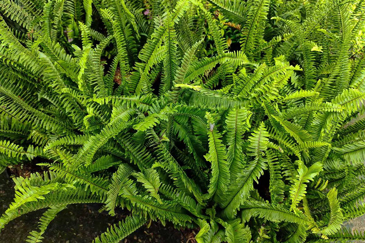 Una imagen horizontal de primer plano de las plantas de helecho de Boston que crecen al aire libre en el jardín.