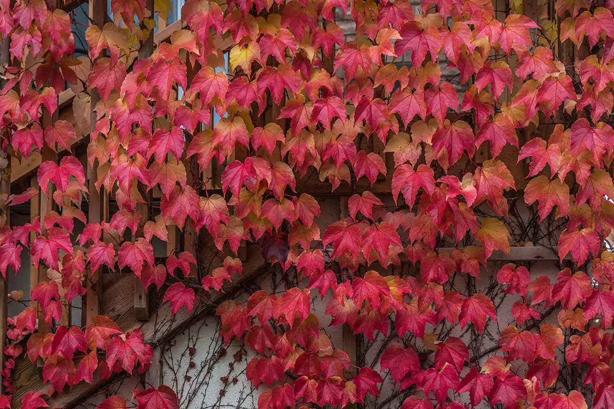 Una imagen horizontal de primer plano del follaje rojo intenso de la hiedra de Boston en otoño.