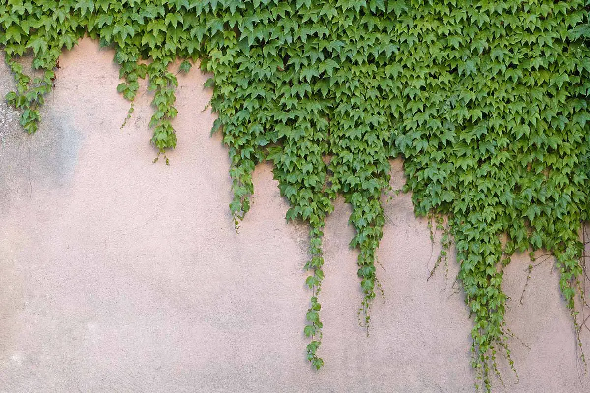 Una imagen horizontal de un muro de hormigón cubierto de verde Parthenocissus tricuspidata, también conocido como enredadera japonesa.