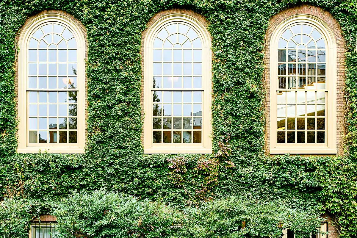 Una imagen horizontal del exterior de un edificio en Harvard cubierto de hiedra de Boston (Parthenocissus tricuspidata).