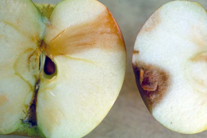 Una imagen horizontal de primer plano de una manzana cortada por la mitad para mostrar los síntomas del cancro Botryosphaeria, también conocido como podredumbre blanca (Botryosphaeria dothidea).