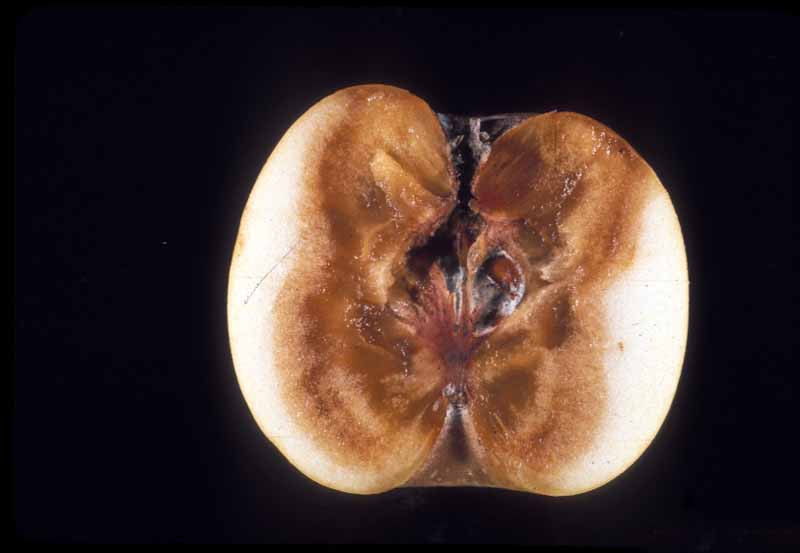 El interior de una manzana que muestra un centro de podredumbre de color marrón oscuro causado por la pudrición del bot.
