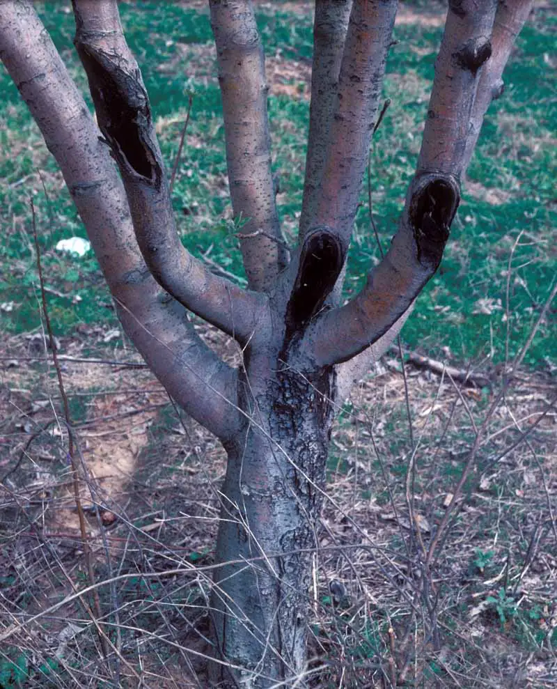 Cancros de podredumbre de bot hundidos oscuros en varias ramas de manzano.