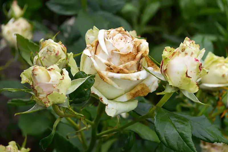 Un primer plano de una rosa que sufre de la enfermedad del tizón de la botritis, donde los pétalos se vuelven marrones y se secan, y finalmente se caen de la planta.