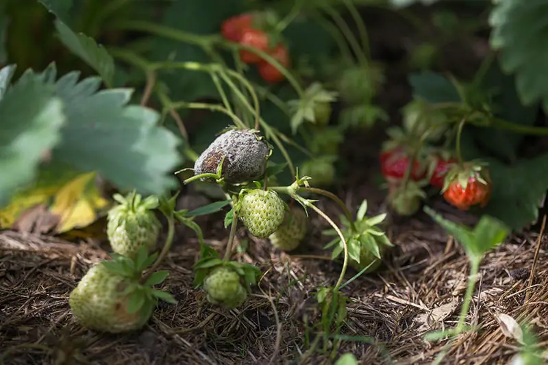 Un primer plano de las fresas que crecen en el jardín, con una o más frutas que sufren una infección por hongos causada por Botrytis cinerea.