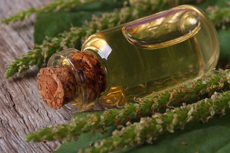 Un primer plano de una pequeña botella de vidrio tumbada de lado que contiene un aceite infundido.  En la parte superior e inferior del marco están los tallos de las flores de la hierba de plátano.