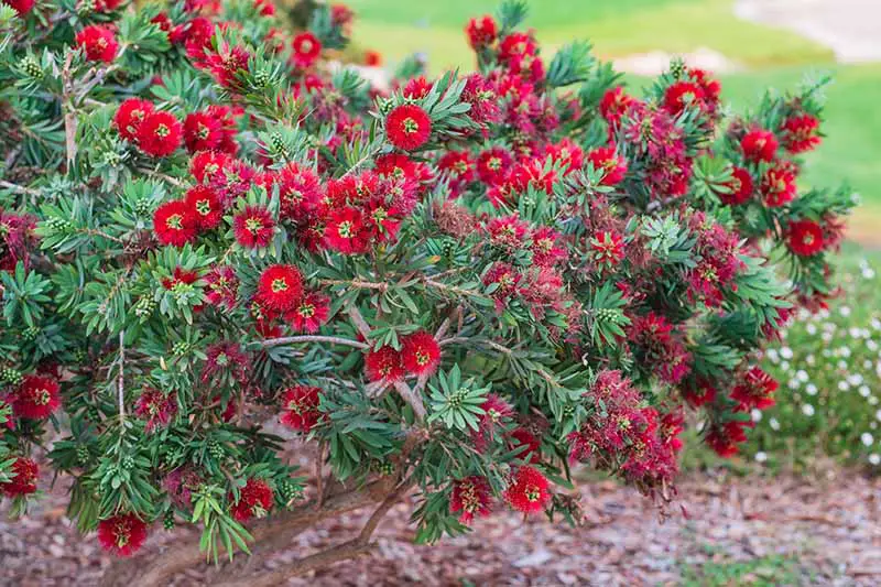 Una imagen horizontal de primer plano de un arbusto Callistemon que crece en un borde perenne con flores rojas brillantes en un fondo de enfoque suave.