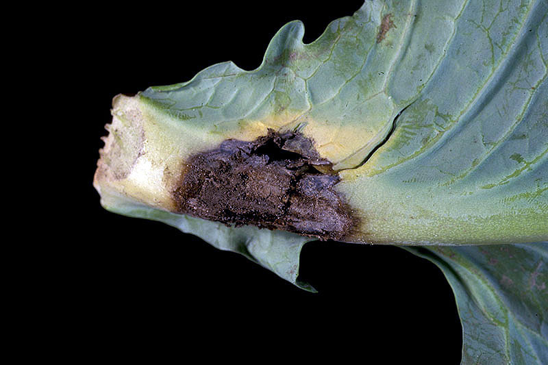 Una imagen horizontal de primer plano del follaje de una planta de repollo que sufre pudrición inferior y muestra una lesión negra.