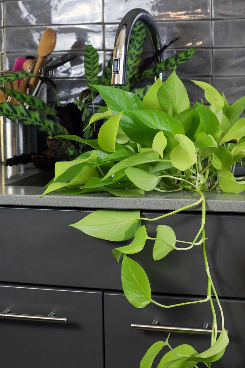 Una imagen vertical de cerca de una selección de diferentes plantas de interior colocadas en un fregadero de cocina.
