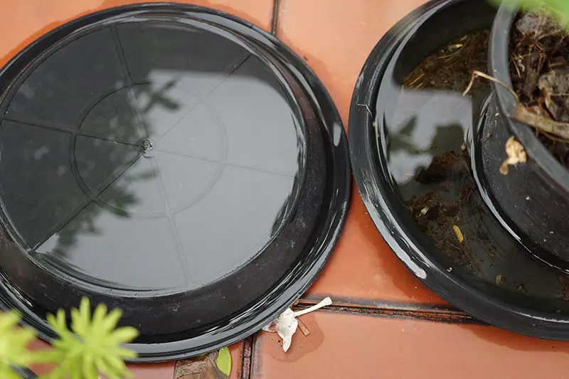 Una imagen horizontal de primer plano de.  planta de interior en una maceta de plástico negra colocada en un plato sobre una superficie de baldosas de terracota.