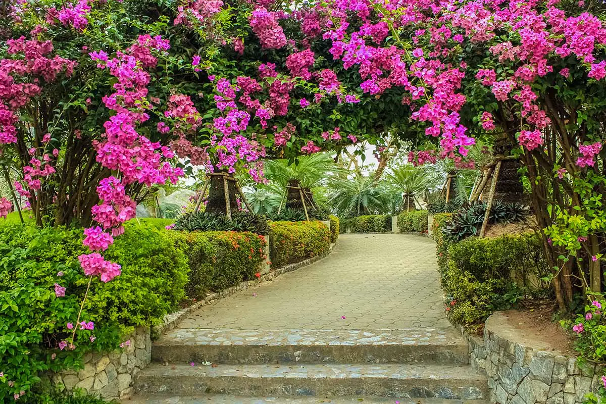 Una imagen horizontal de un exuberante jardín tropical con una pasarela que lo atraviesa y una buganvilla rosa que crece sobre un cenador.