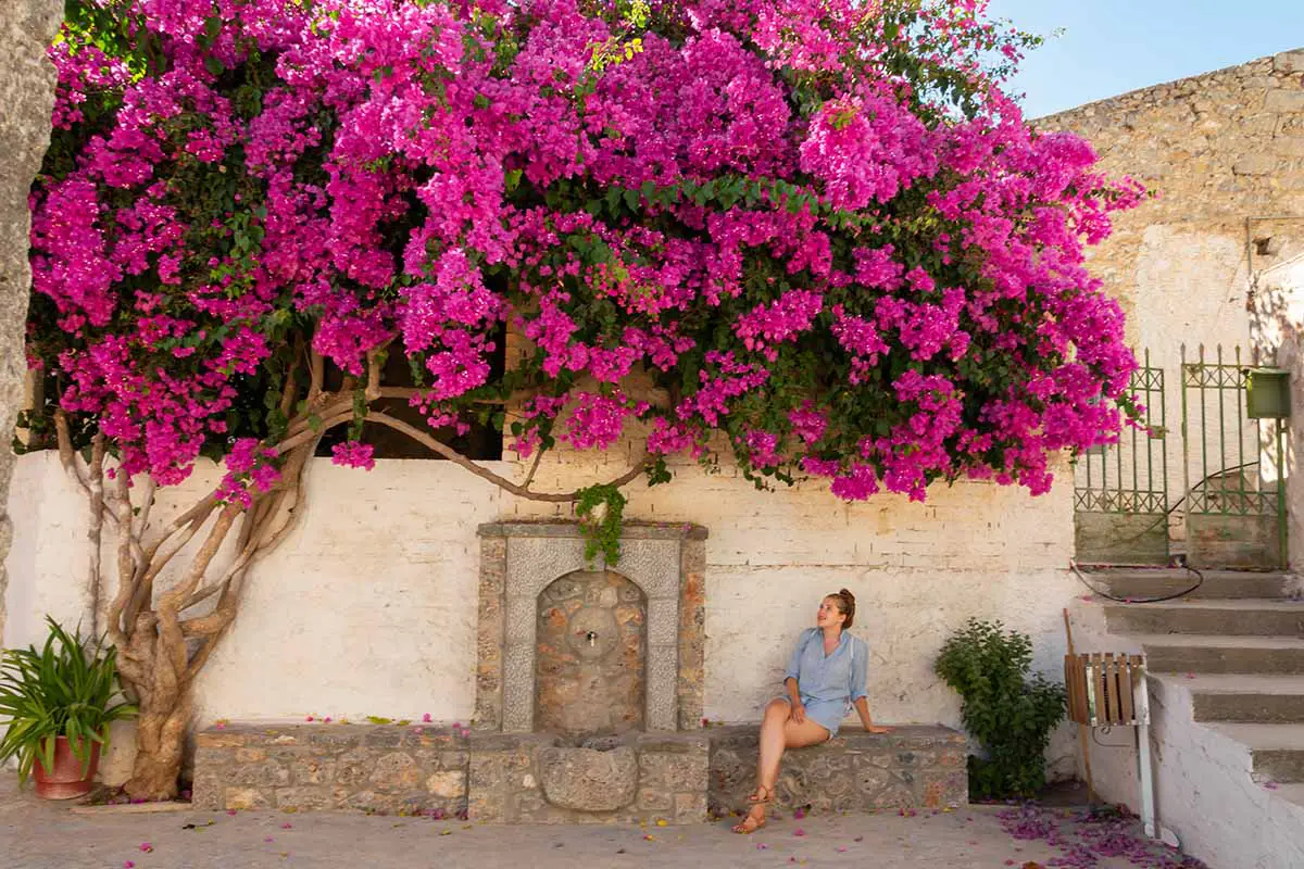 Una imagen horizontal de una persona sentada en un escalón de piedra debajo de una gran planta de buganvilla rosa.