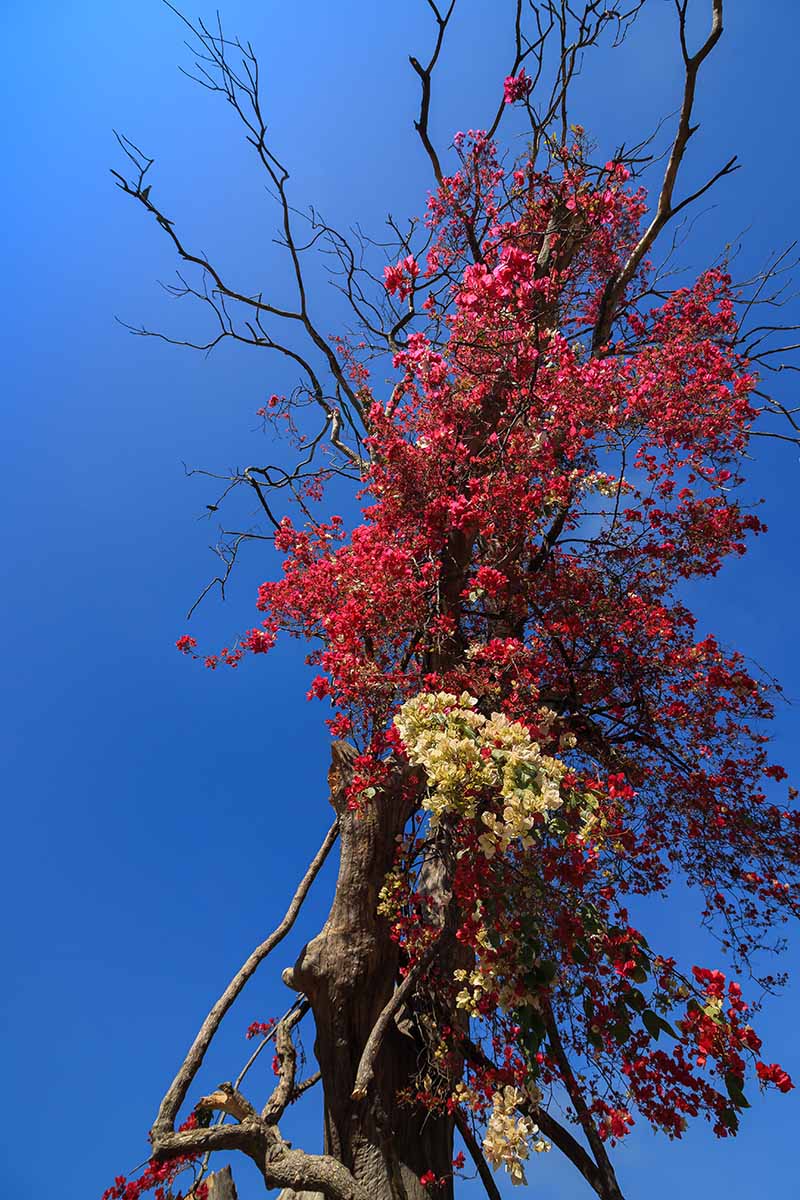 Una imagen vertical de una planta de buganvillas en flor representada desde abajo sobre un fondo de cielo azul.