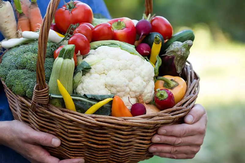 Una foto de cerca de dos manos sosteniendo una gran cesta de mimbre llena de verduras recién cosechadas.  Una cabeza blanca de coliflor en el centro, rodeada de tomates y pimientos rojos y amarillos, y varias verduras.  El fondo es verde de enfoque suave.