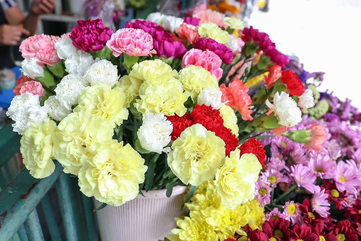 Una imagen horizontal de primer plano de flores de clavel de colores brillantes.