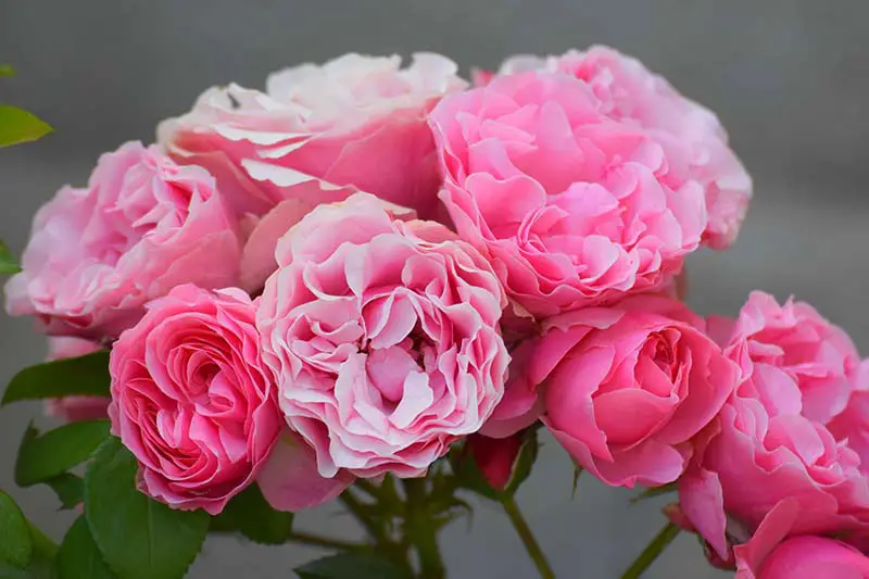 Una imagen horizontal de primer plano de un ramo de rosas rosas viejas representadas en un fondo gris de enfoque suave.