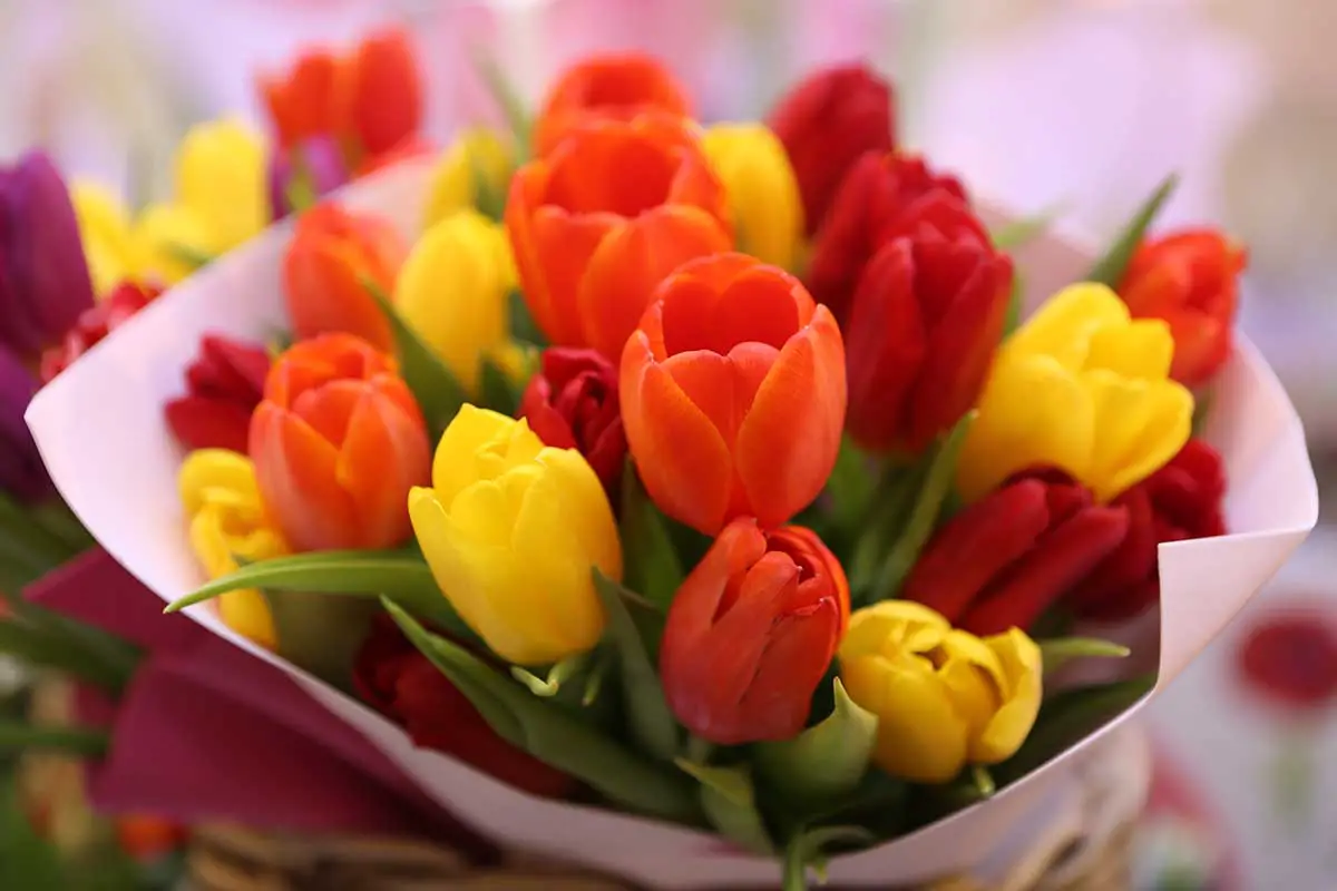 Un ramo de tulipanes rojos, amarillos y naranjas sobre un fondo suave.