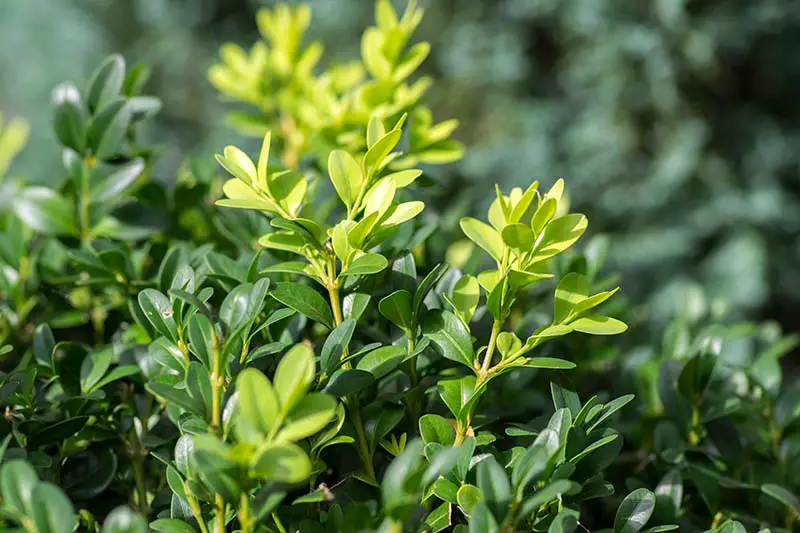Una imagen horizontal de primer plano del follaje del arbusto de boj, que crece en el jardín fotografiado sobre un fondo de enfoque suave.