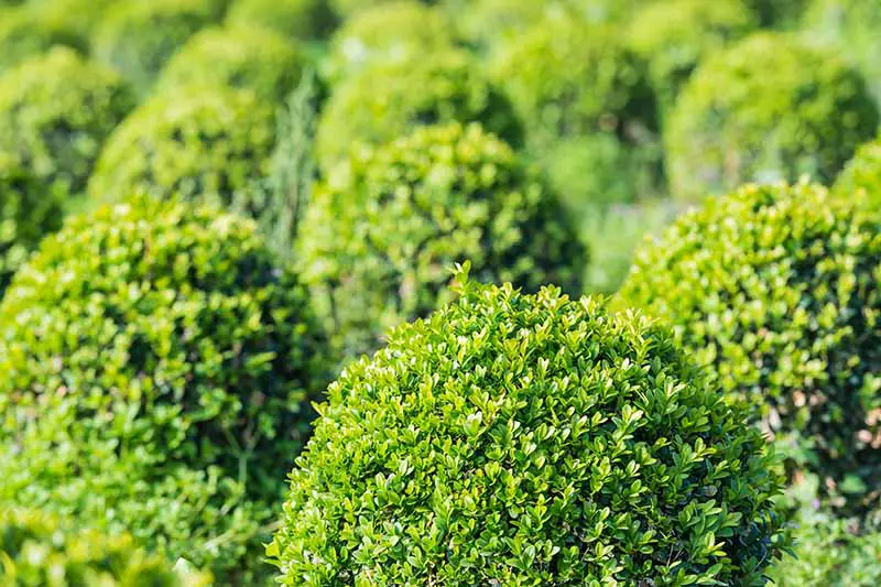 Una imagen horizontal de primer plano de los arbustos de boj que crecen en el jardín fotografiados a la luz del sol sobre un fondo de enfoque suave.