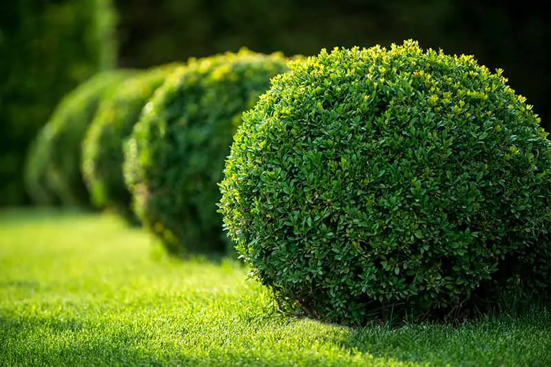 Una imagen horizontal de arbustos de boj podados en esferas perfectas que crecen en el jardín fotografiado a la luz del sol filtrado.