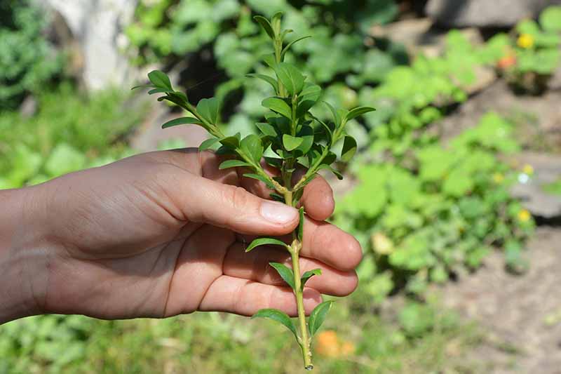 Una imagen horizontal de primer plano de una mano desde la izquierda del marco que sostiene un corte de tallo tomado de un arbusto de boj para su propagación.