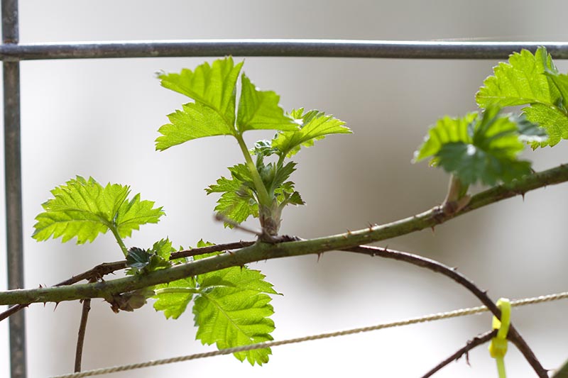Un primer plano de una rama espinosa de un arbusto boysenberry entrenado en una cerca de metal, representado en un fondo de enfoque suave.